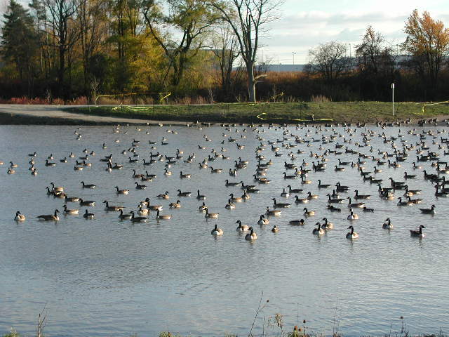 Canadian Geese