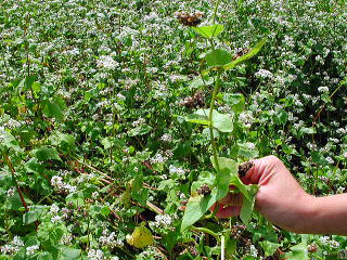 Clusters of Buckwheat