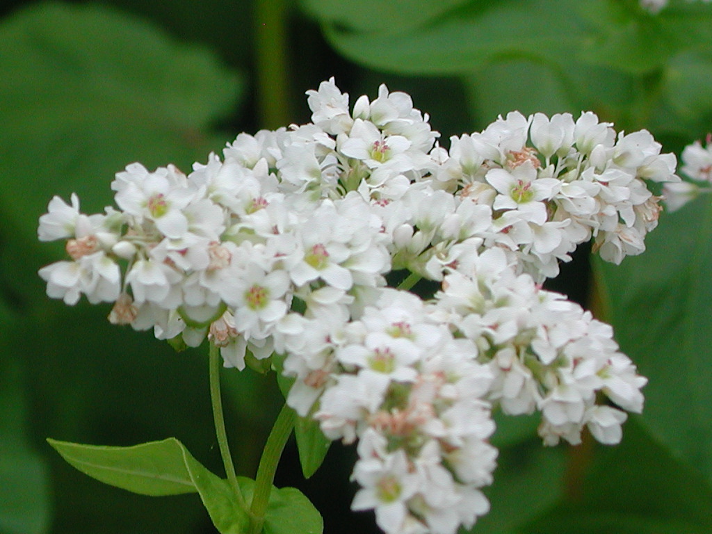 Soba Flower at my front yard